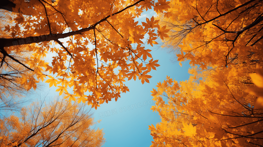 致命绽放：解读刹那之花伤害中的象征美学