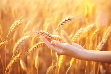 红色传奇：法拉利不败之师如何重塑赛车史